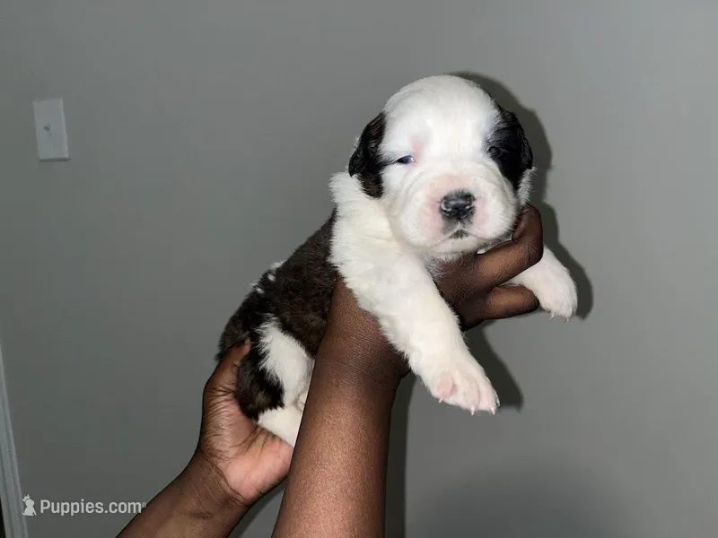 Puppy 6 - K9 Jewels – Saint Bernard puppy for sale in Roxboro, NC