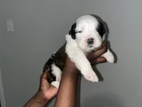 Puppy 6 - K9 Jewels, a female Saint Bernard for sale in Roxboro, NC – Photo 1 of 4