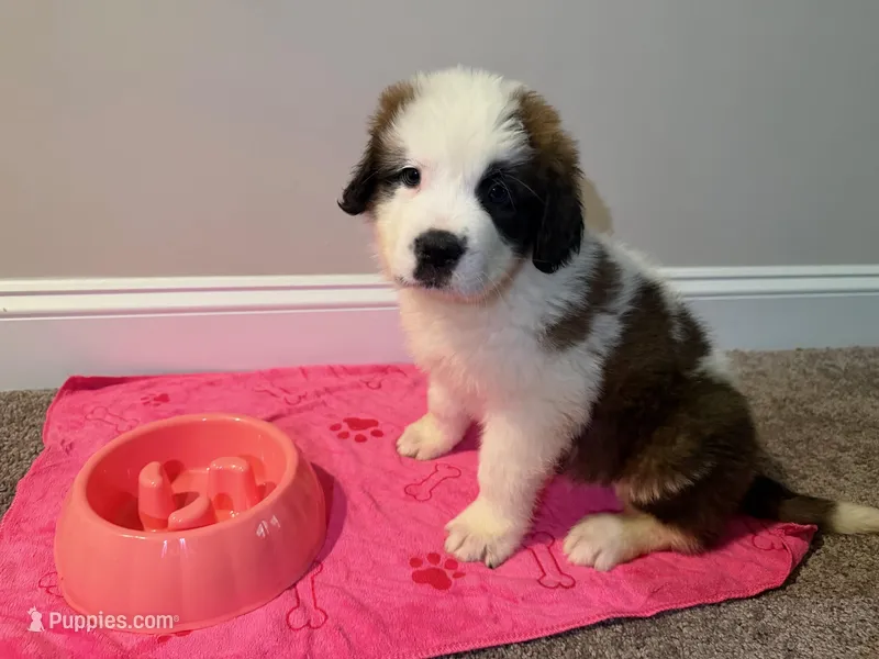 Puppy 6 - K9 Jewels – Saint Bernard puppy for sale in Roxboro, NC