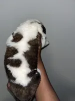 Puppy 6 - K9 Jewels, a female Saint Bernard for sale in Roxboro, NC – Photo 2 of 4