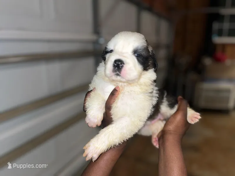 Puppy 6 - K9 Jewels – Saint Bernard puppy for sale in Roxboro, NC