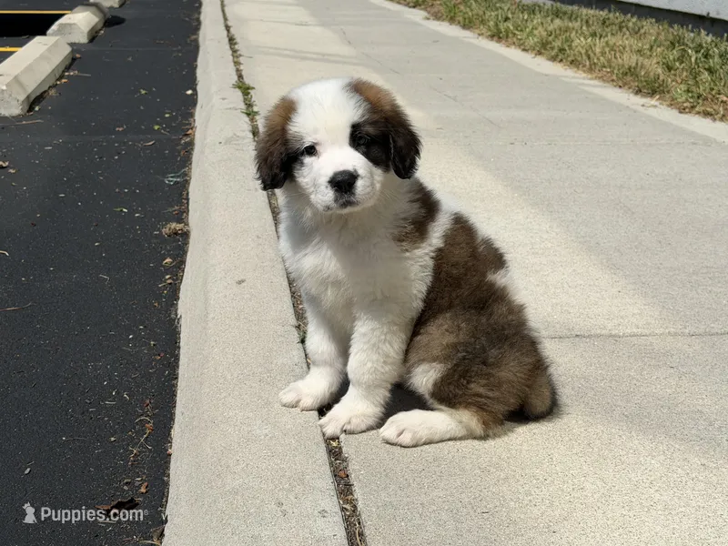 Puppy 6 - K9 Jewels – Saint Bernard puppy for sale in Roxboro, NC
