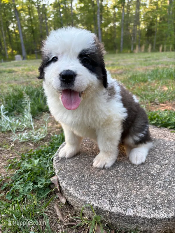 Puppy 6 - K9 Jewels – Saint Bernard puppy for sale in Roxboro, NC