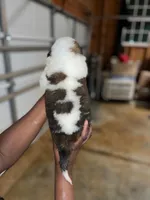 Puppy 6 - K9 Jewels, a female Saint Bernard for sale in Roxboro, NC – Photo 4 of 8