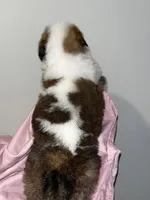 Puppy 6 - K9 Jewels, a female Saint Bernard for sale in Roxboro, NC – Photo 2 of 8