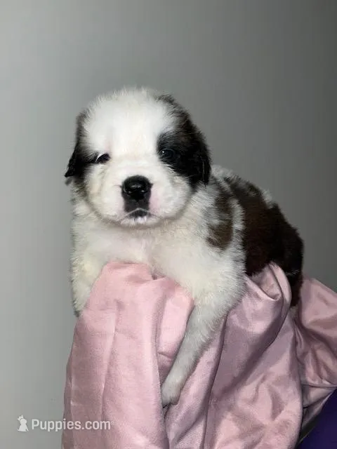 Puppy 6 - K9 Jewels – Saint Bernard puppy for sale in Roxboro, NC