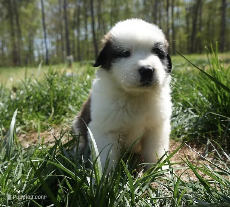 Puppy 6 - K9 Jewels – Saint Bernard puppy for sale in Roxboro, NC