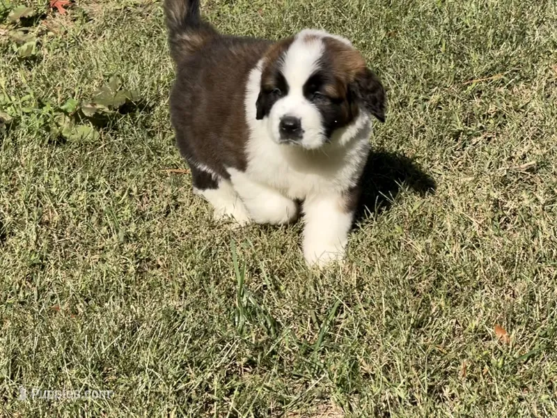 Puppy 5 - “BIGGIE” – Saint Bernard puppy for sale in Roxboro, NC