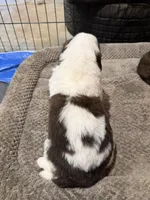 Puppy 3, a male Saint Bernard for sale in Roxboro, NC – 2 of 2