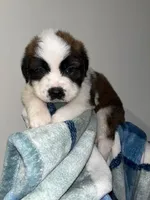 Puppy 7 - K9 Jewels, a male Saint Bernard for sale in Roxboro, NC – Photo 1 of 8