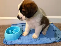 Puppy 7 - K9 Jewels, a male Saint Bernard for sale in Roxboro, NC – 2 of 10