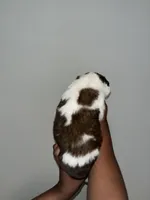 Puppy 7 - K9 Jewels, a male Saint Bernard for sale in Roxboro, NC – Photo 2 of 4