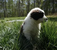 Puppy 7 - K9 Jewels, a male Saint Bernard for sale in Roxboro, NC – 6 of 10