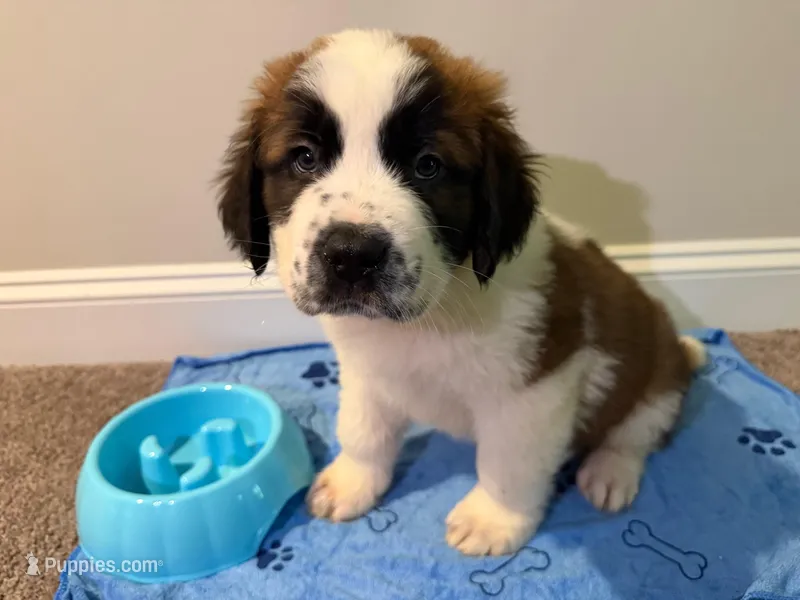 Puppy 7 - K9 Jewels – Saint Bernard puppy for sale in Roxboro, NC