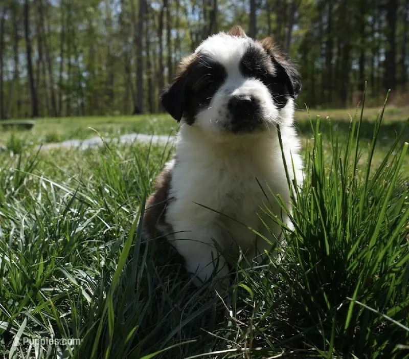 Puppy 7 - K9 Jewels – Saint Bernard puppy for sale in Roxboro, NC