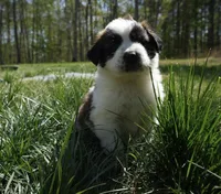 Puppy 7 - K9 Jewels, a male Saint Bernard for sale in Roxboro, NC – 5 of 10
