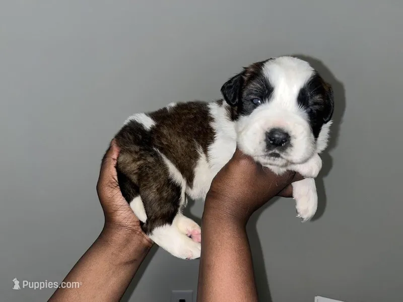 Puppy 7 - K9 Jewels – Saint Bernard puppy for sale in Roxboro, NC