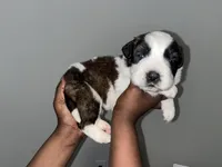 Puppy 7 - K9 Jewels, a male Saint Bernard for sale in Roxboro, NC – Photo 1 of 4