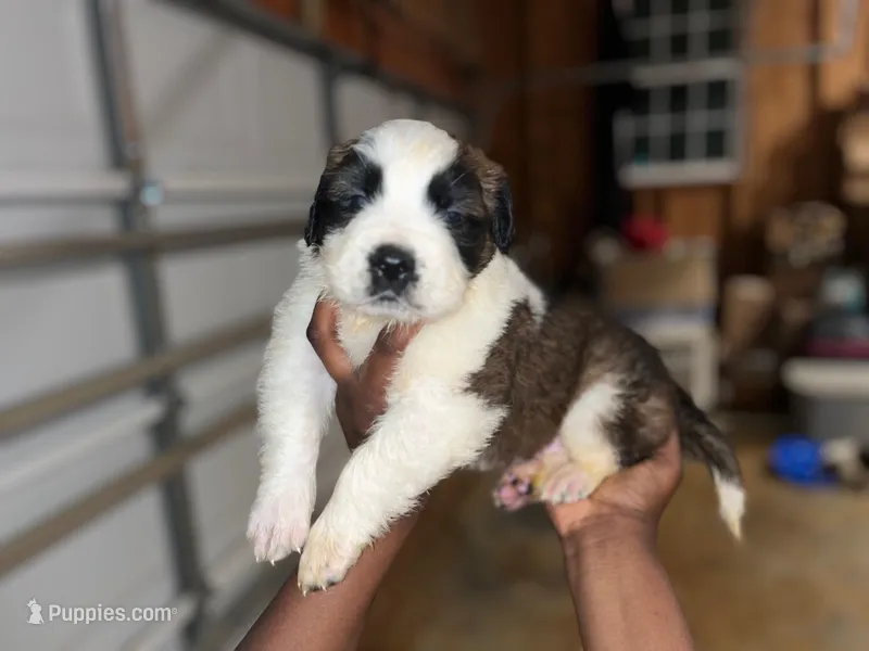 Puppy 7 - K9 Jewels – Saint Bernard puppy for sale in Roxboro, NC