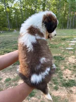 Puppy 7 - K9 Jewels, a male Saint Bernard for sale in Roxboro, NC – 4 of 10