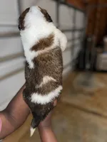 Puppy 7 - K9 Jewels, a male Saint Bernard for sale in Roxboro, NC – Photo 4 of 8