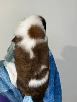 Puppy 7 - K9 Jewels, a male Saint Bernard for sale in Roxboro, NC – Photo 2 of 8