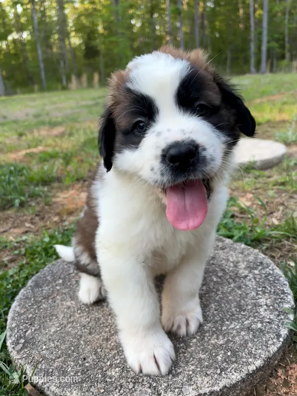 Puppy 7 - K9 Jewels – Saint Bernard puppy for sale in Roxboro, NC