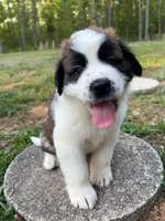 Puppy 7 - K9 Jewels, a male Saint Bernard for sale in Roxboro, NC – 3 of 10
