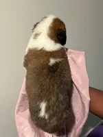 Puppy 1 - K9 Jewels, a female Saint Bernard for sale in Roxboro, NC – Photo 2 of 8