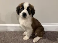 Puppy 1 - K9 Jewels, a female Saint Bernard for sale in Roxboro, NC – 5 of 10
