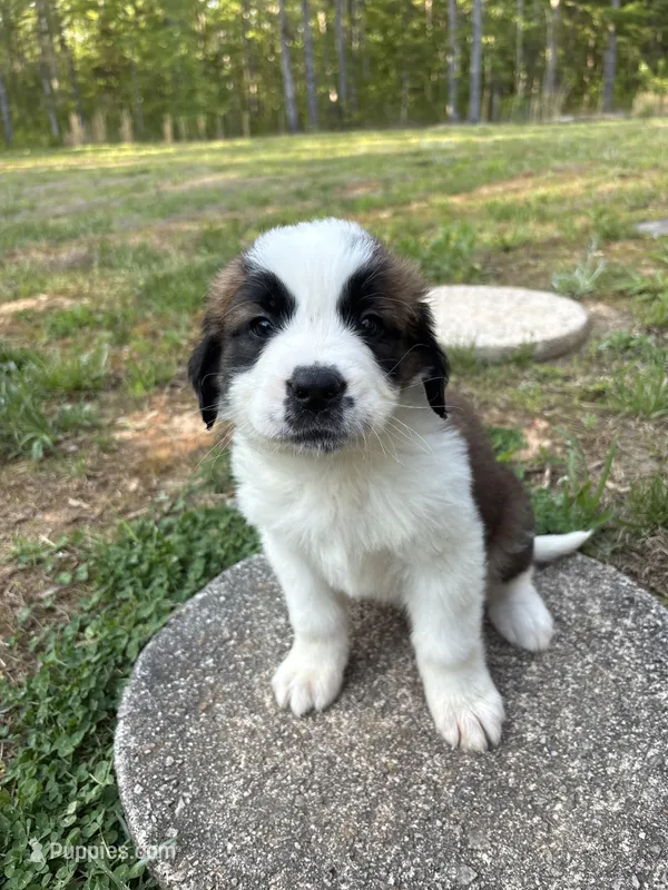 Puppy 1 - K9 Jewels – Saint Bernard puppy for sale in Roxboro, NC