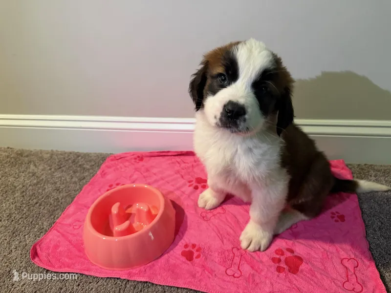 Puppy 1 - K9 Jewels – Saint Bernard puppy for sale in Roxboro, NC