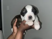 Puppy 1 - K9 Jewels, a female Saint Bernard for sale in Roxboro, NC – Photo 1 of 4
