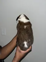Puppy 1 - K9 Jewels, a female Saint Bernard for sale in Roxboro, NC – Photo 2 of 4