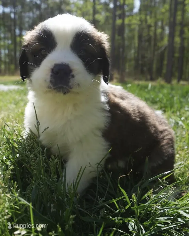 Puppy 1 - K9 Jewels – Saint Bernard puppy for sale in Roxboro, NC