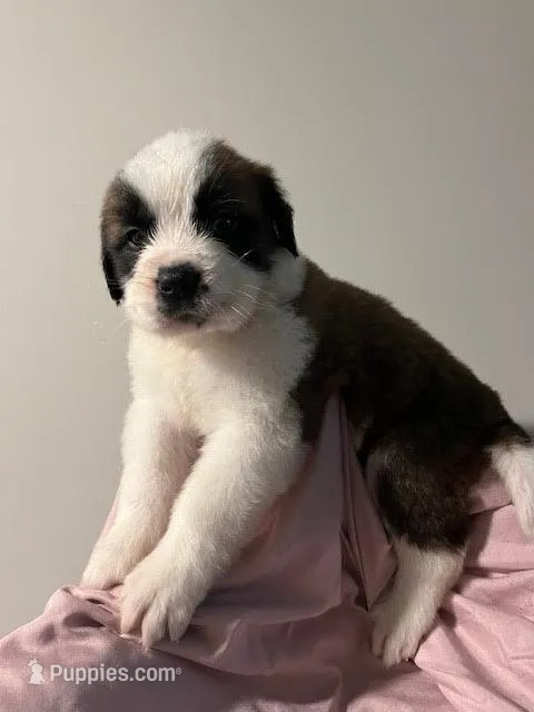Puppy 1 - K9 Jewels – Saint Bernard puppy for sale in Roxboro, NC