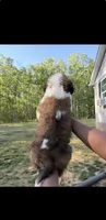 Puppy 1 - K9 Jewels, a female Saint Bernard for sale in Roxboro, NC – 8 of 10