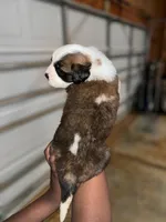 Puppy 1 - K9 Jewels, a female Saint Bernard for sale in Roxboro, NC – Photo 4 of 8