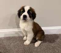 Puppy 1 - K9 Jewels, a female Saint Bernard for sale in Roxboro, NC – 4 of 10