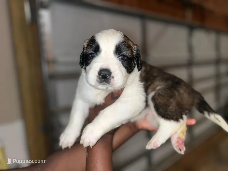 Puppy 1 - K9 Jewels – Saint Bernard puppy for sale in Roxboro, NC