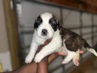 Puppy 1 - K9 Jewels, a female Saint Bernard for sale in Roxboro, NC – Photo 3 of 8