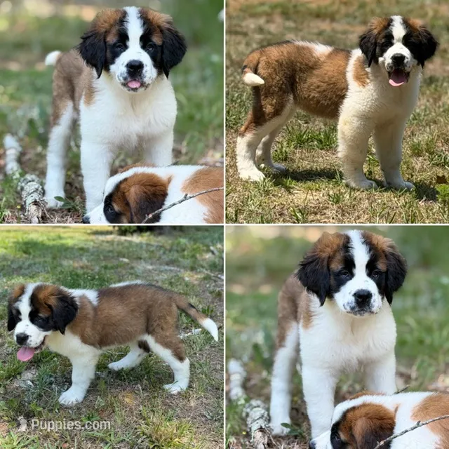 Valley - K9 Jewels – Saint Bernard puppy for sale in Roxboro, NC