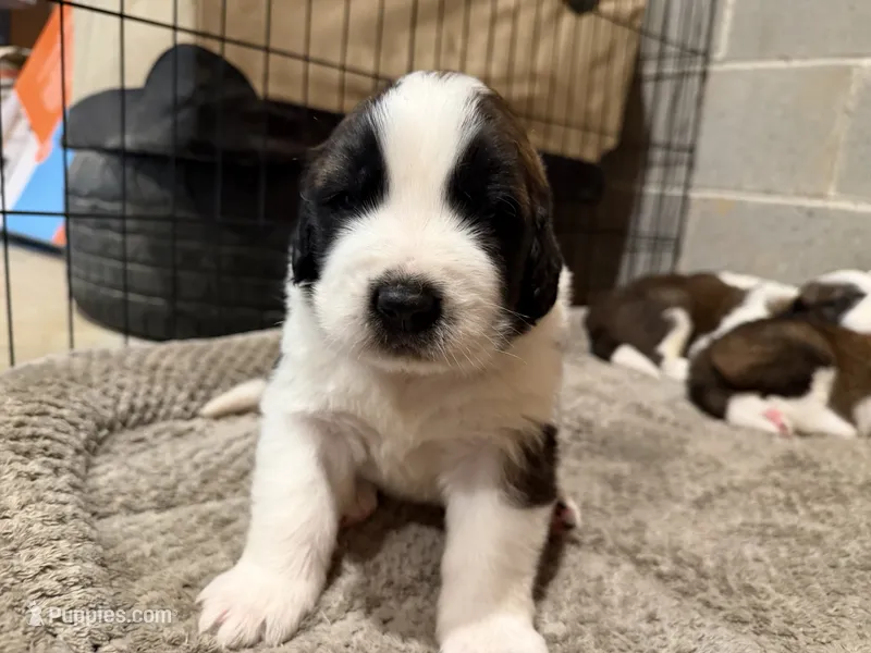 Puppy 5 – Saint Bernard puppy for sale in Roxboro, NC