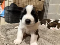 Puppy 5, a male Saint Bernard for sale in Roxboro, NC – 1 of 2