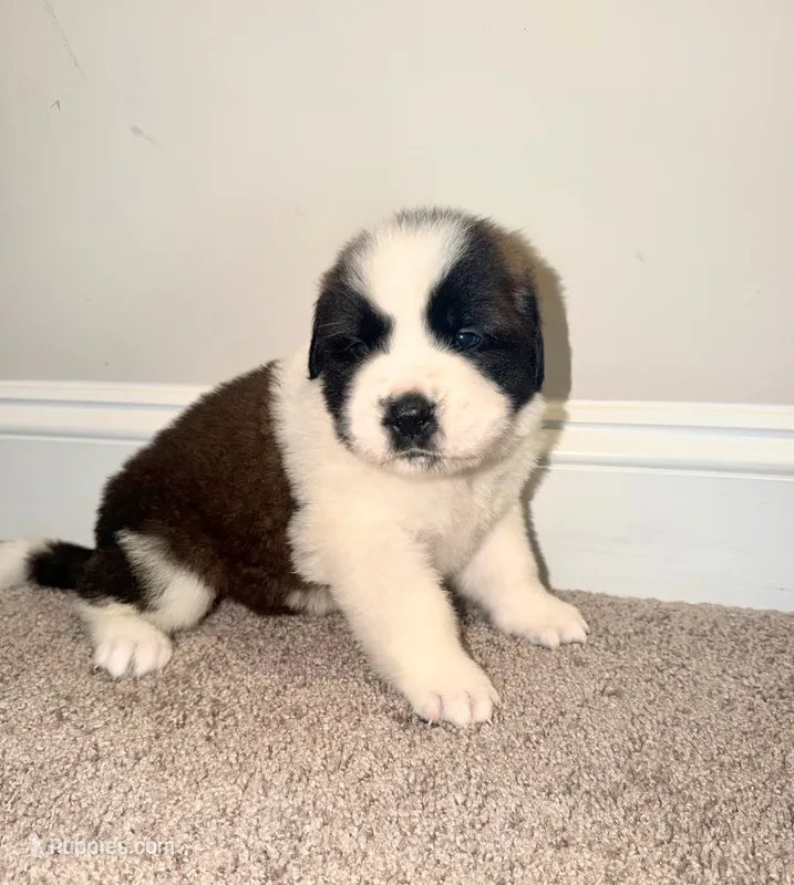 Puppy 4 - K9 Jewels LLC – Saint Bernard puppy for sale in Roxboro, NC