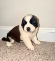 Puppy 4 - K9 Jewels LLC, a male Saint Bernard for sale in Roxboro, NC – 1 of 4