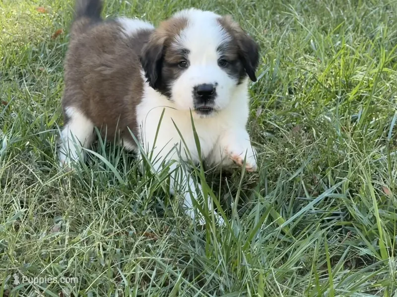 Puppy 1 - “FALCON” – Saint Bernard puppy for sale in Roxboro, NC