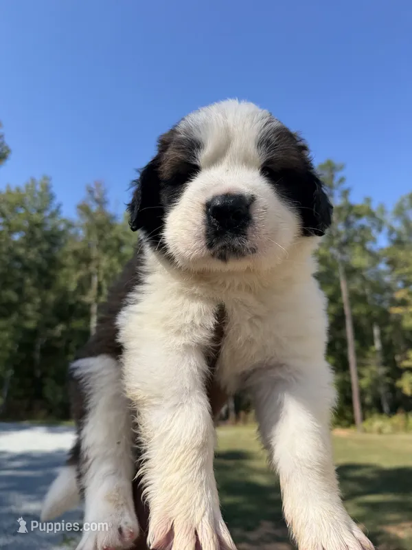 Puppy 1 - K9 Jewels LLC – Saint Bernard puppy for sale in Roxboro, NC