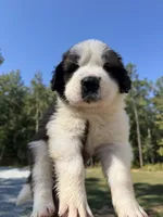 Puppy 1 - “FALCON”, a male Saint Bernard for sale in Roxboro, NC – 1 of 6