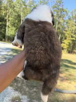 Puppy 2 - “TOOSIE”, a male Saint Bernard for sale in Roxboro, NC – 2 of 6